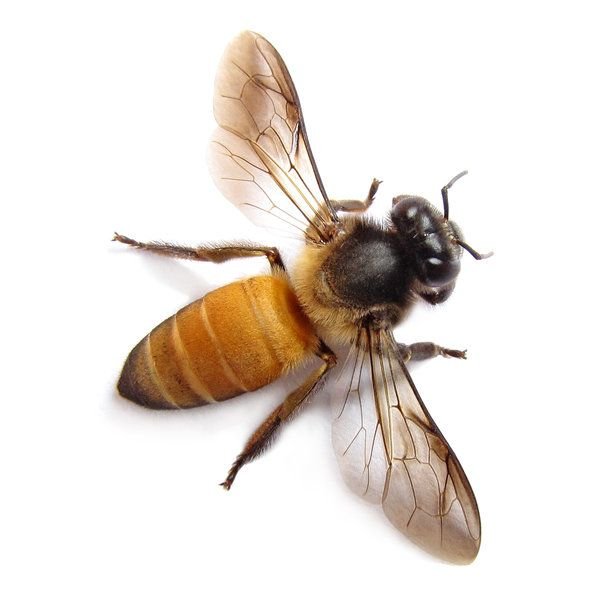 Европа търси спешно 7 милиарда пчели